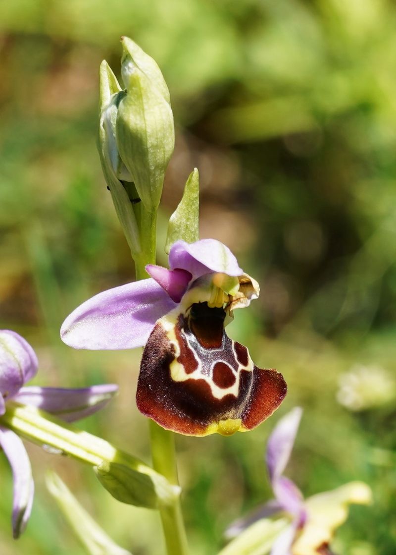 Ophrys da identificare