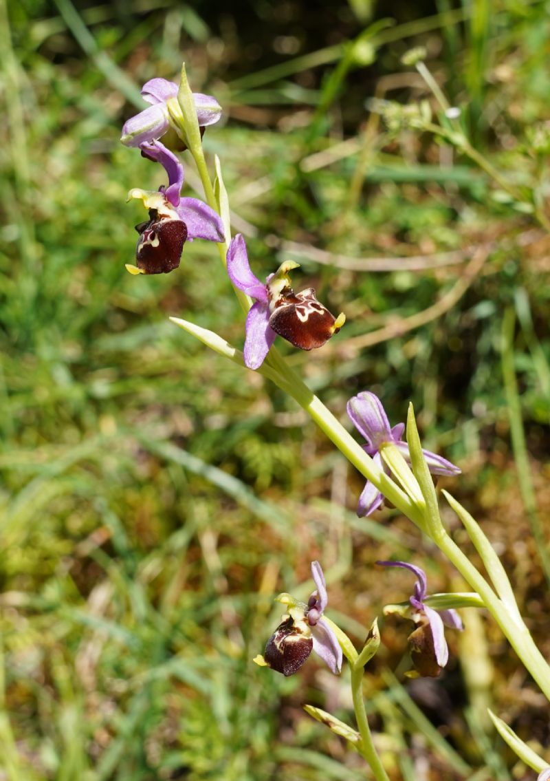 Ophrys da identificare