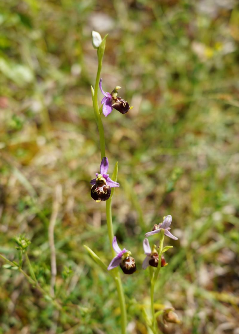 Ophrys da identificare
