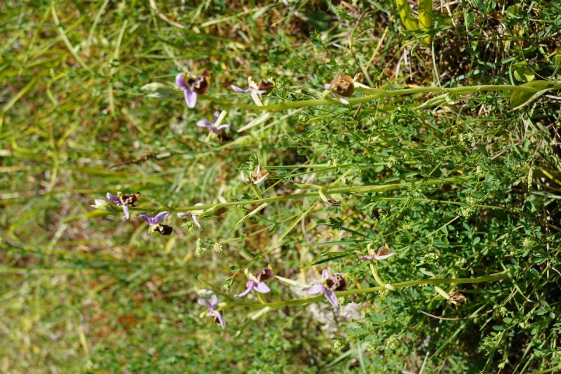 Ophrys da identificare