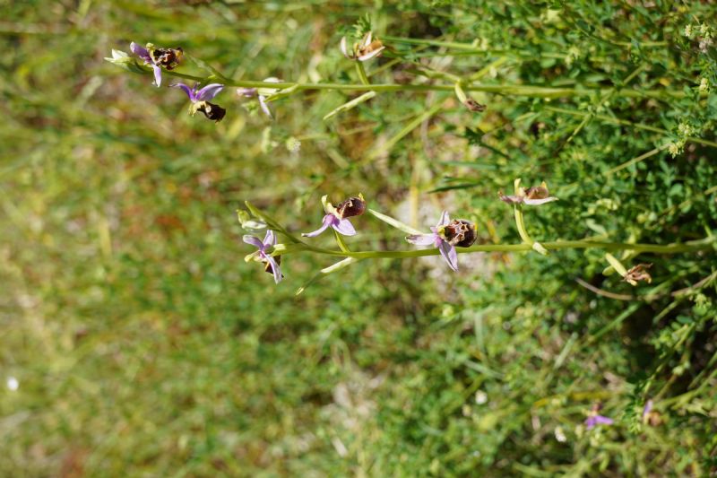 Ophrys da identificare