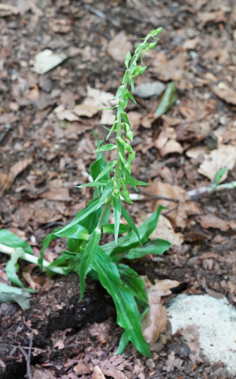 orchidea?