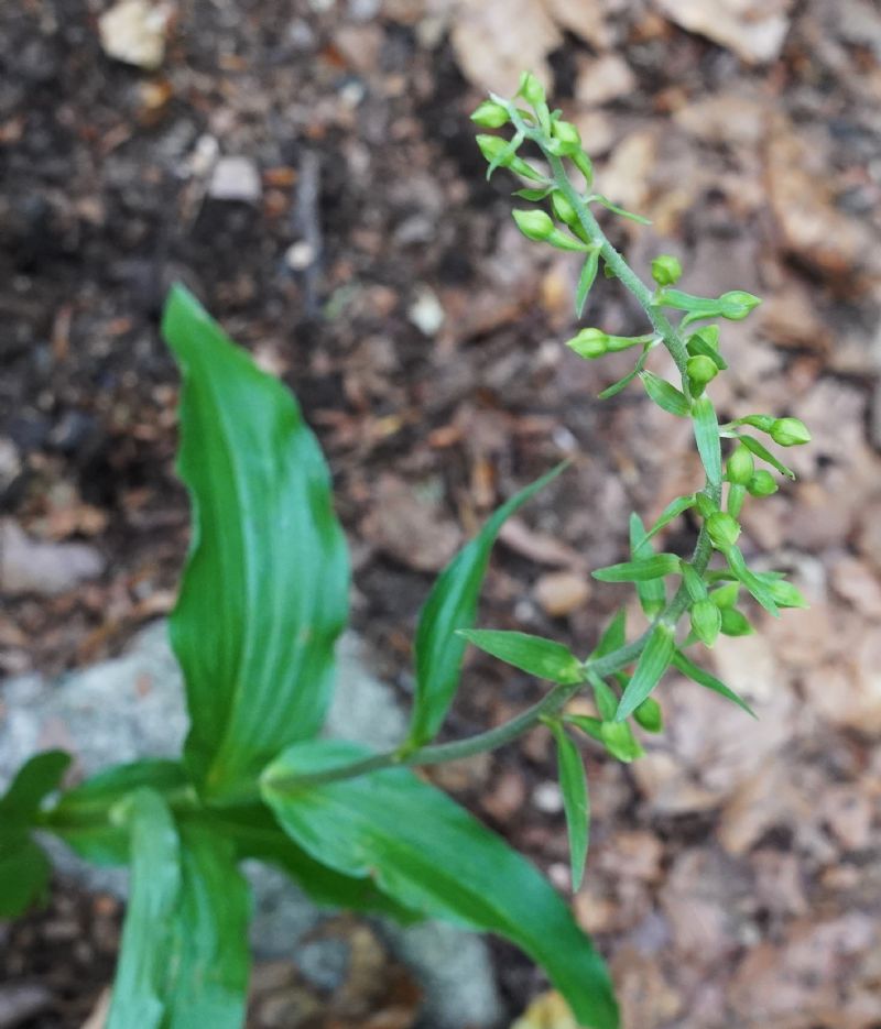 orchidea?