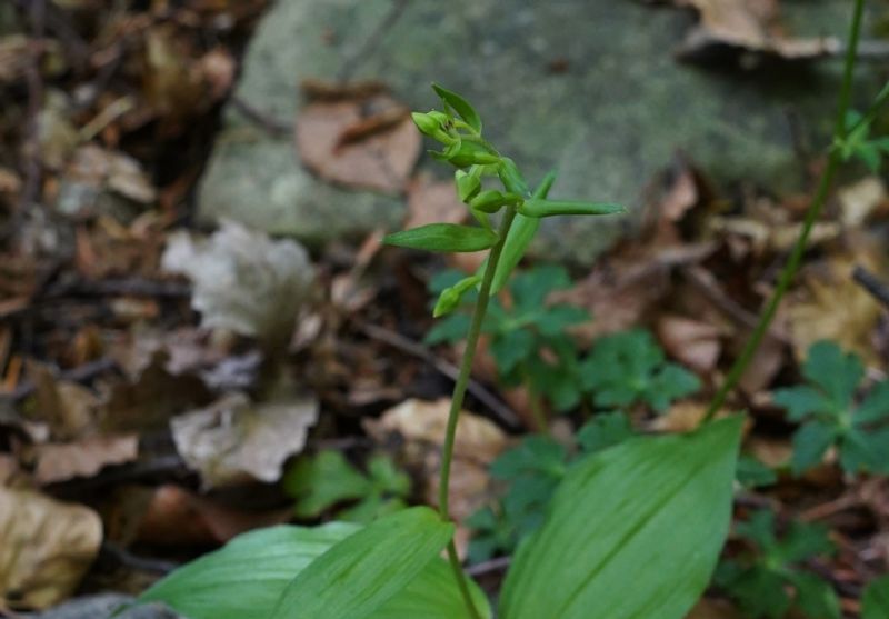 orchidea?