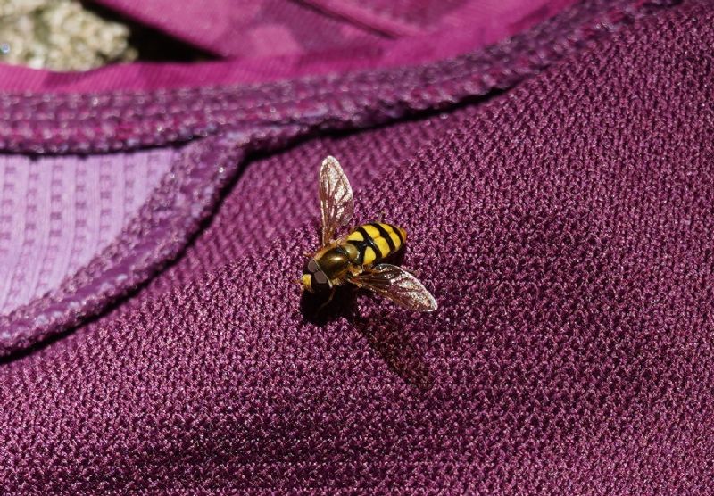 Syrphus?