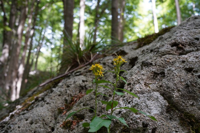 Solidago virgaurea?