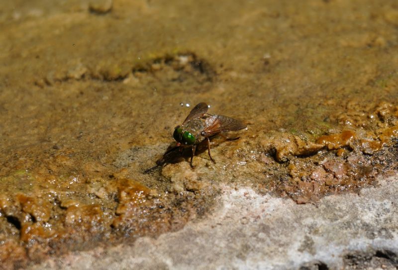 Quale tafano? Philipomyia sp. Femmina