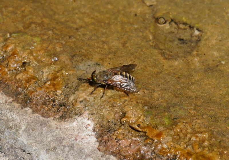 Quale tafano? Philipomyia sp. Femmina