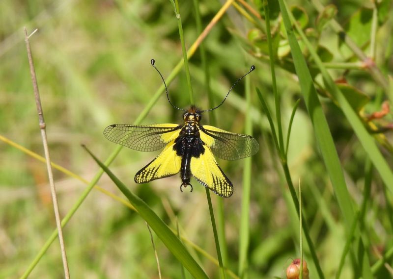 Libelloides....