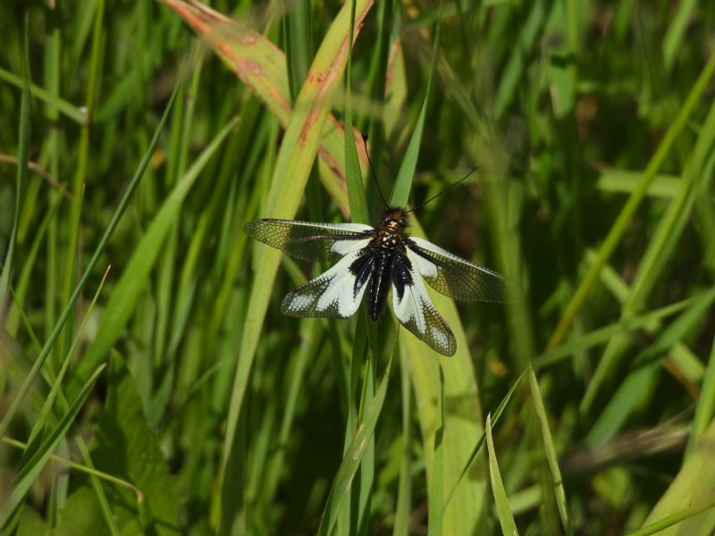 Libelloides da confermare