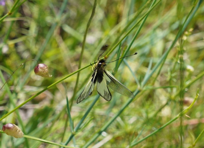 Libelloides....