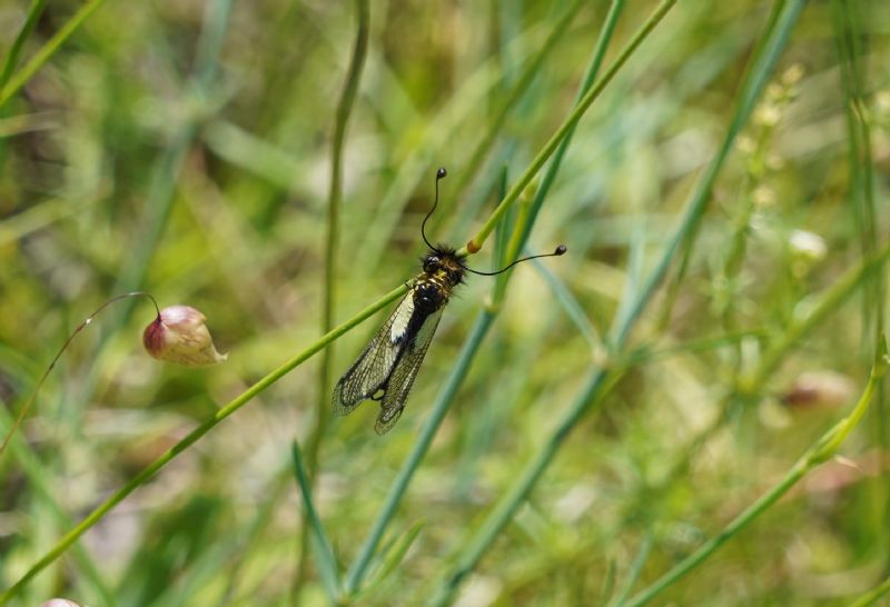 Libelloides....