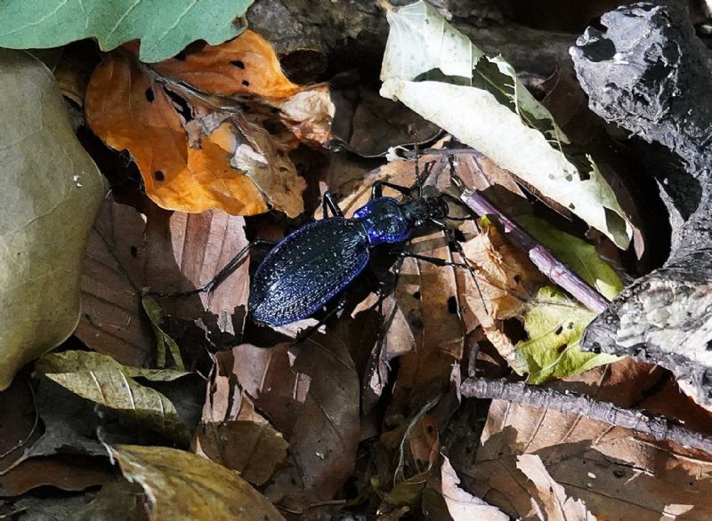 Carabus?