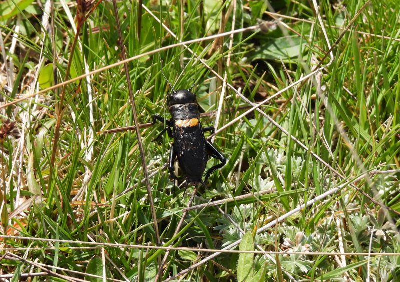 Gryllus campestris