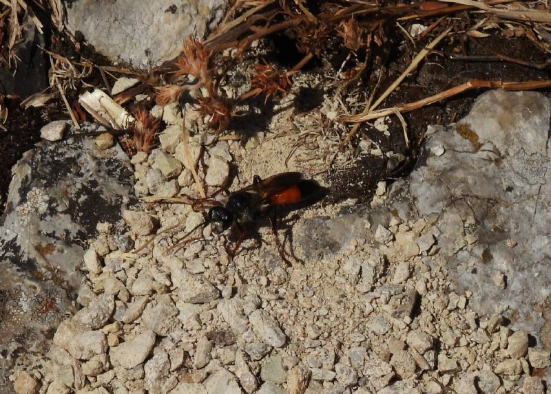 Sphecidae: femmina di Sphex   sp.