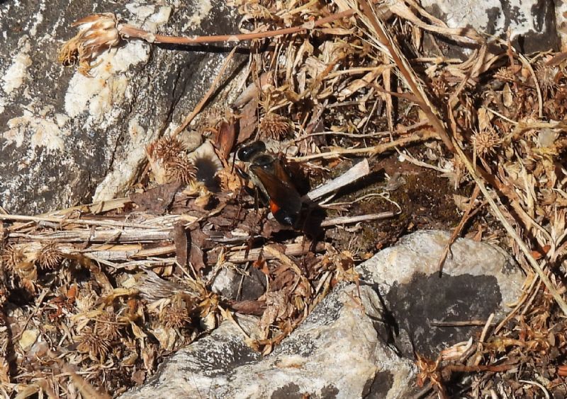 Sphecidae: femmina di Sphex   sp.