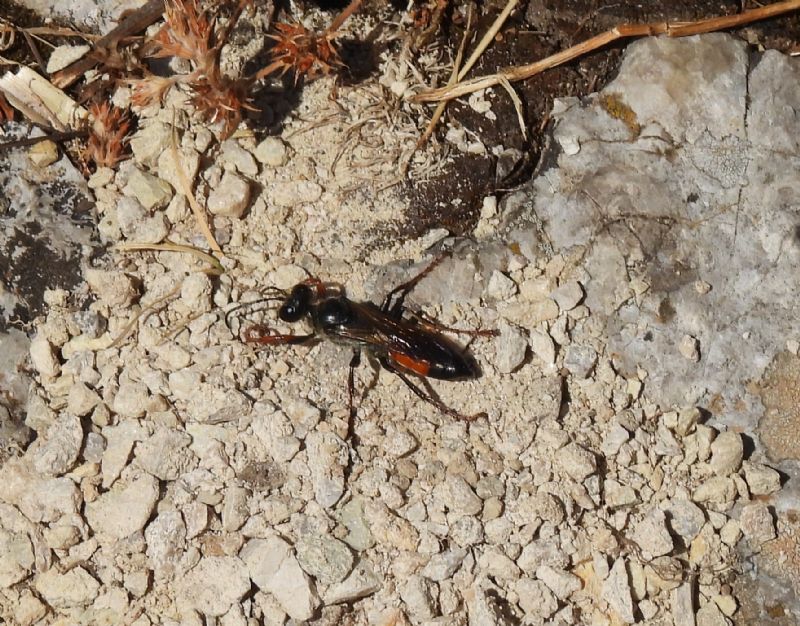Sphecidae: femmina di Sphex   sp.