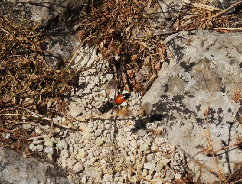 Sphecidae: femmina di Sphex   sp.