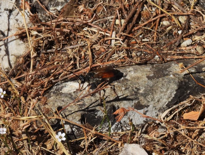 Sphecidae: femmina di Sphex   sp.