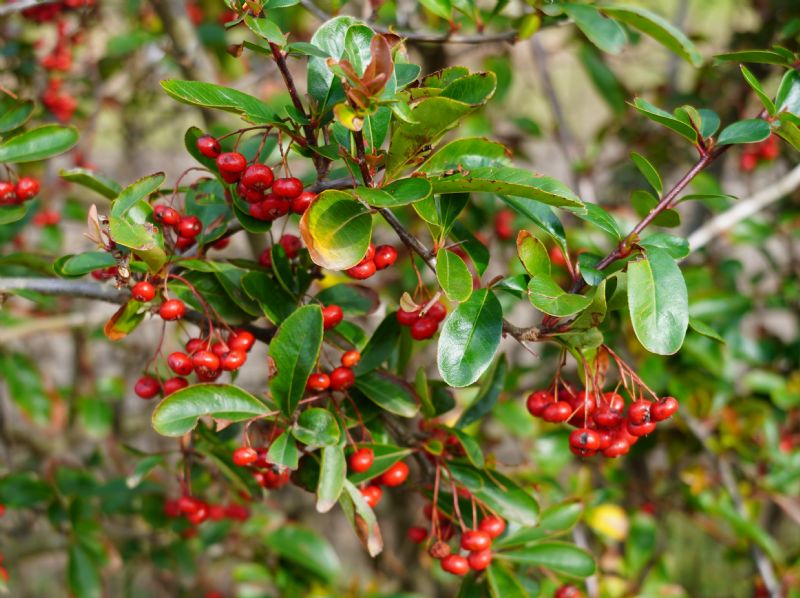 Quale Pyracantha?