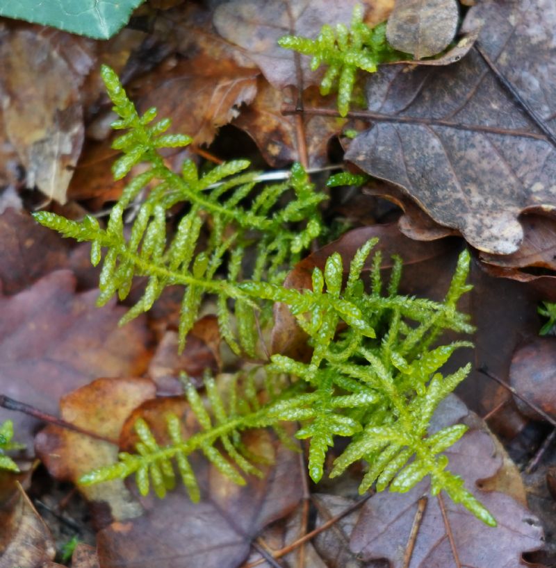 id