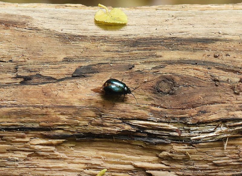 Chrysomelidae: femmina di Agelastica alni