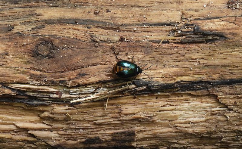 Chrysomelidae: femmina di Agelastica alni