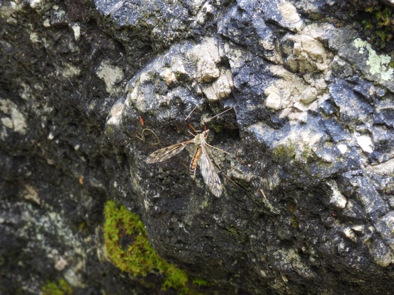 id tipula