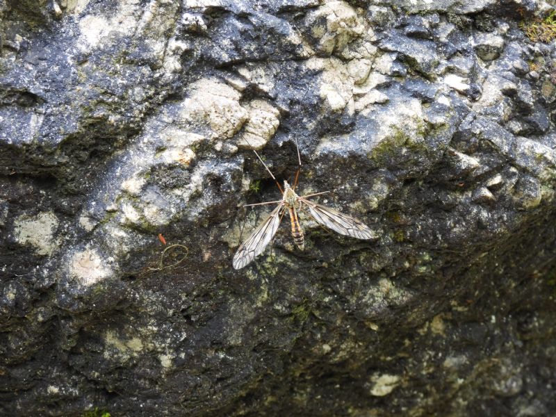 id tipula