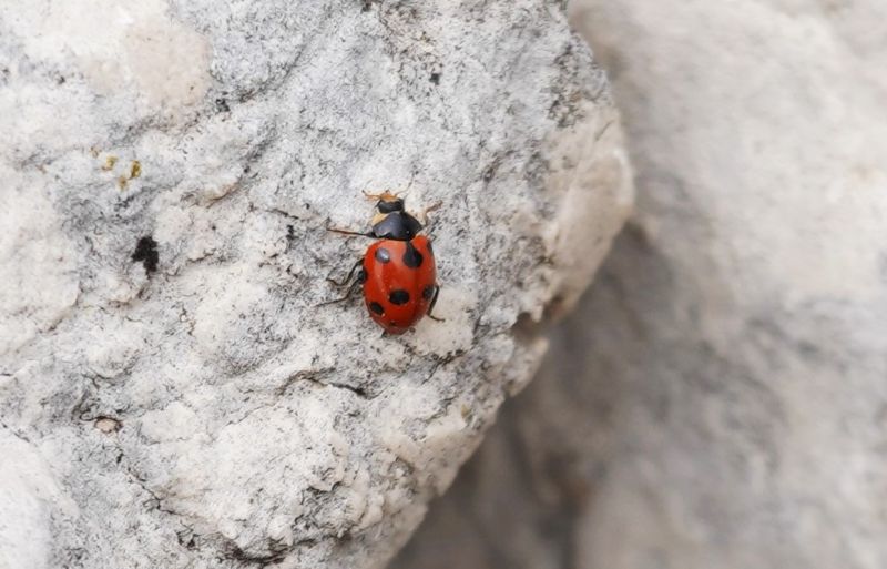 Coccinellidae: Ceratomegilla undecimnotata