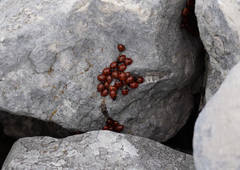 Coccinellidae: Ceratomegilla undecimnotata