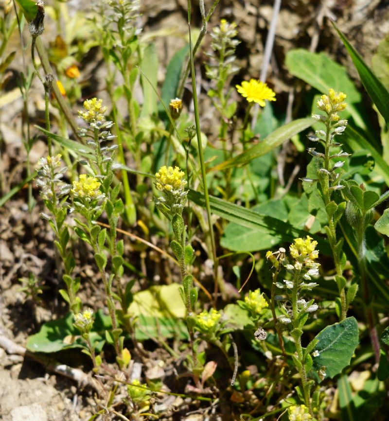 Quale Alyssum?