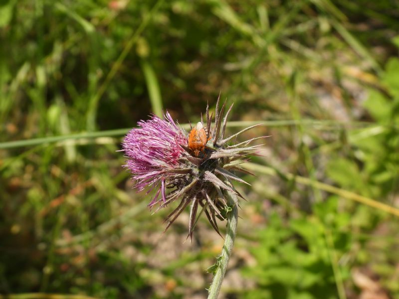 Carpocoris...