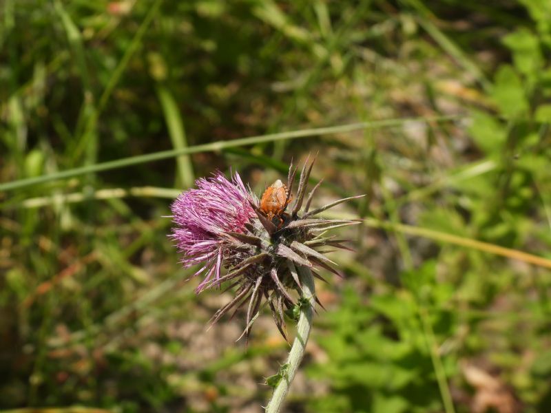 Carpocoris...