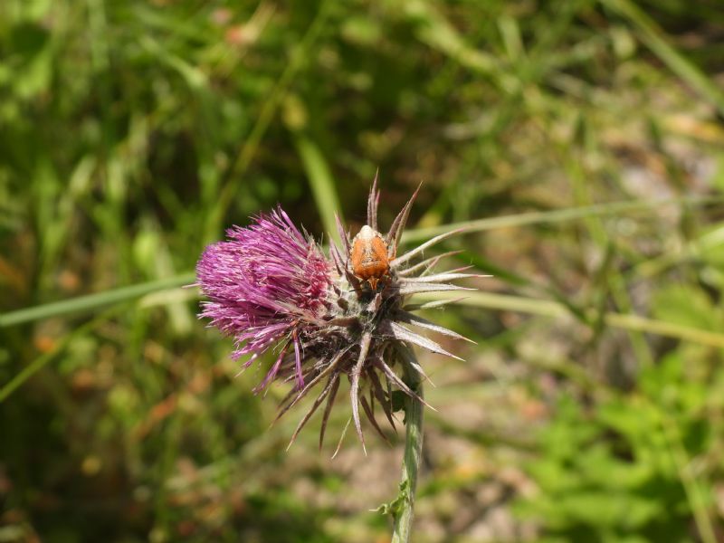 Carpocoris...