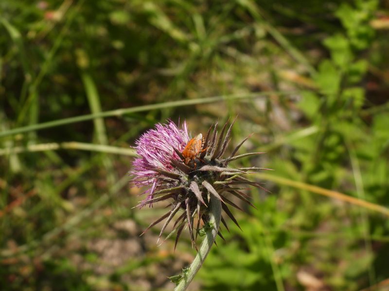 Carpocoris...