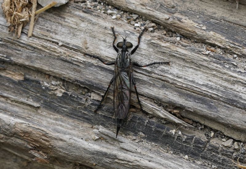 da id: femmina di asilidae (s.f. Asilinae, trib Asilini)