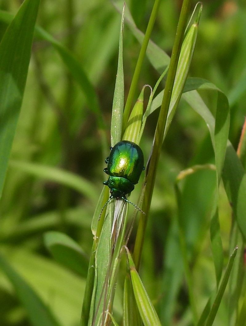 Quale Chrysolina?