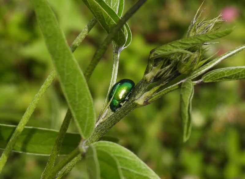 Quale Chrysolina?