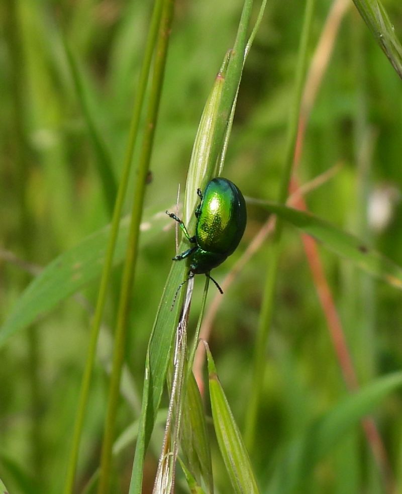 Quale Chrysolina?
