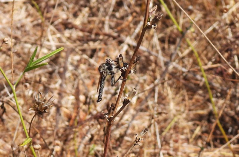 Altro dittero Asilidae