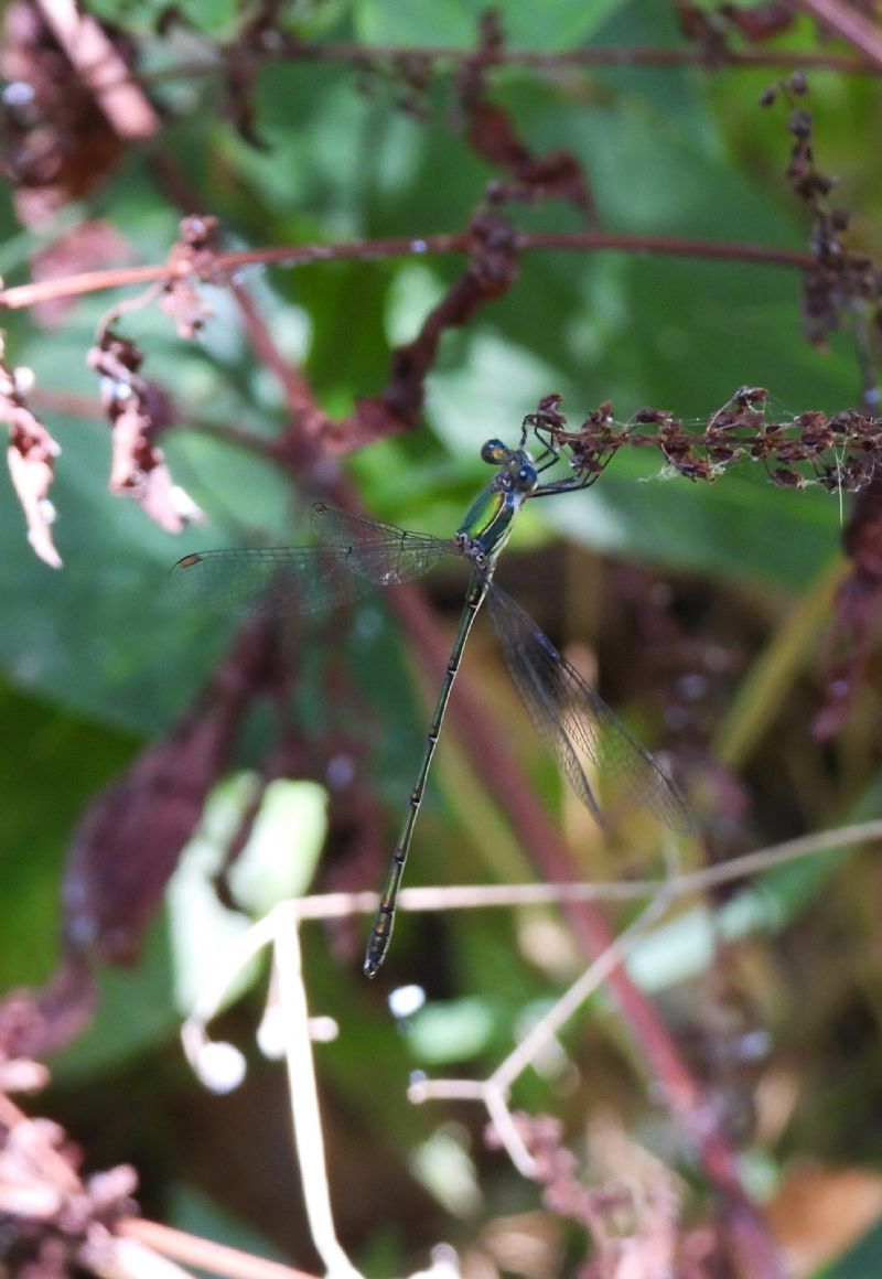 Chalcolestes.....