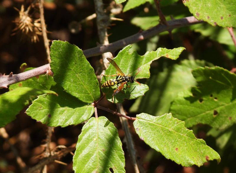 Polistes?