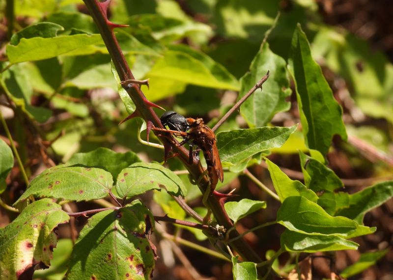 Dittero Asilidae quale
