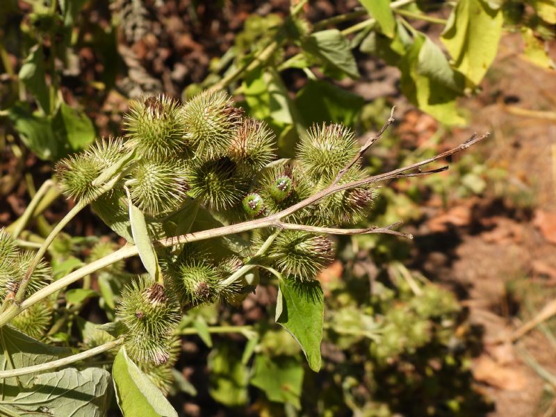 Arctium?