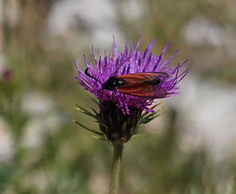 Zygaena rubicundus?