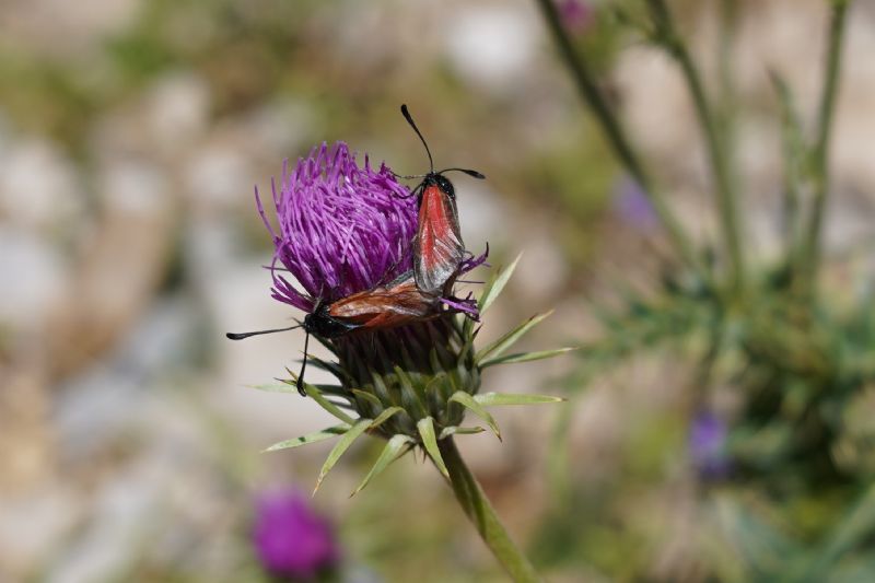 Zygaena rubicundus?