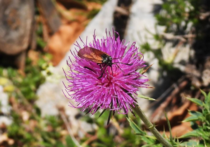 Zygaena rubicundus?