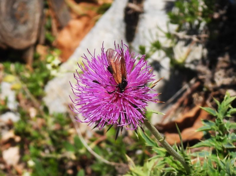 Zygaena rubicundus?