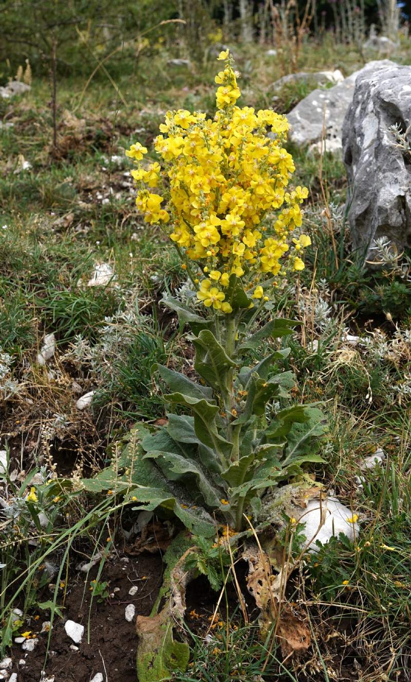 Quale verbascum?